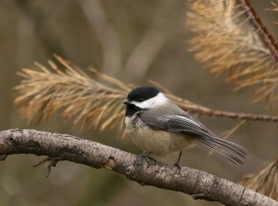 Black-capped Chickadee