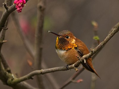 Rufous Hummingbird