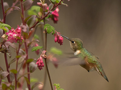 Rufous Hummingbird female