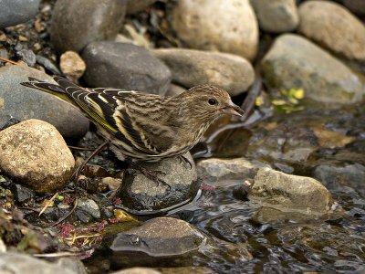 Pine Siskin