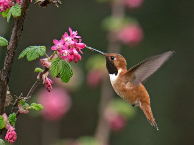 Rufous Hummingbird