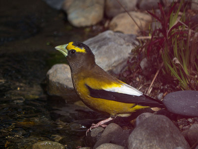 Evening Grosbeak