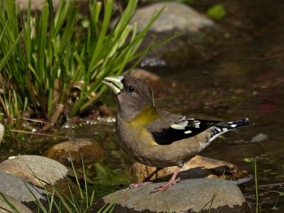 Evening Grosbeak female