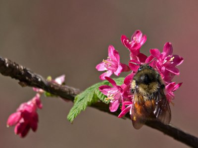 Black-tailed Bumble Bee (Bombus melanopygus)