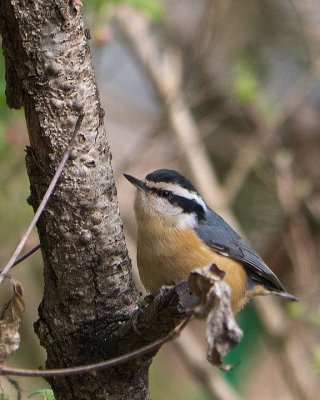 Red-breasted Nuthatch