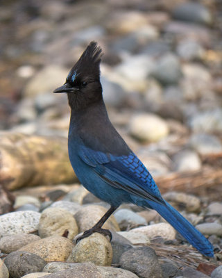 Stellers Jay