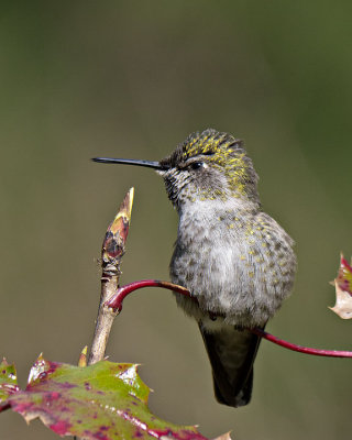 Anna's Hummingbird female