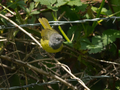 MacGillivray's Warbler