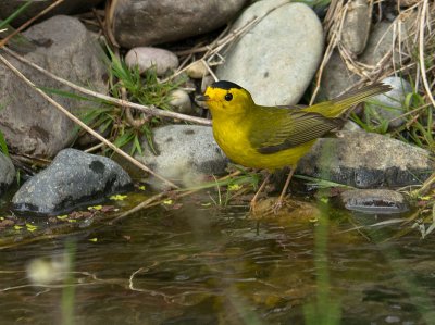 Wilson's Warbler