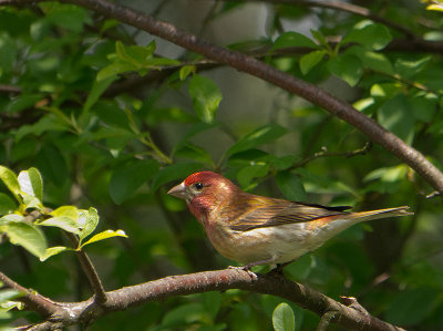 Purple Finch