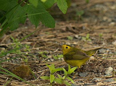 Wilson's Warbler female