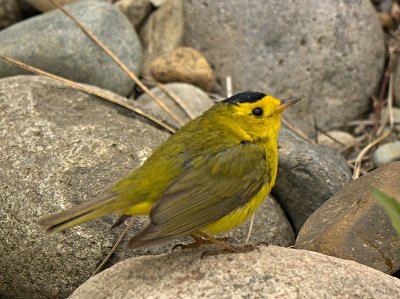 Wilson's Warbler