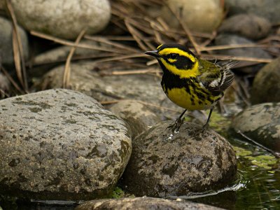 Townsend's Warbler