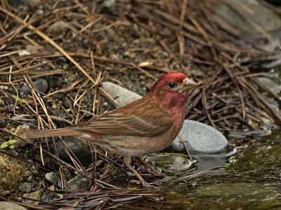 Purple Finch