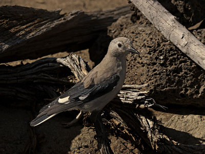 Clark's Nutcracker