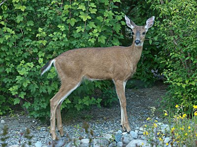 Black-tailed Deer