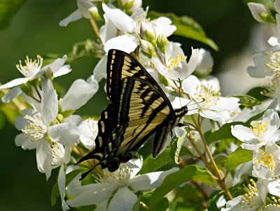 Western Tiger Swallowtail