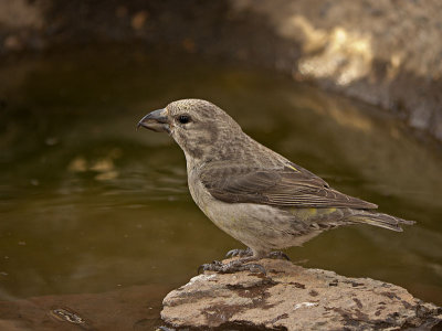 Red Crossbill female