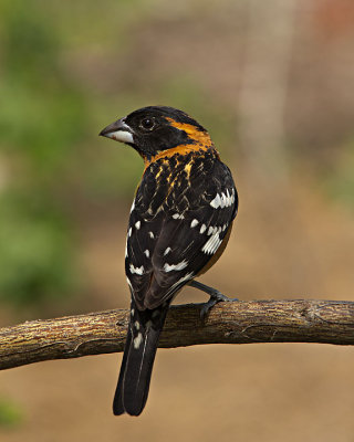 Black-headed Grosbeak