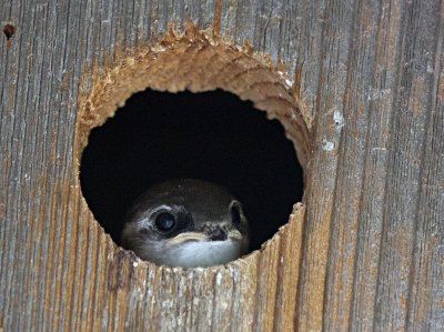 Violet-green Swallow chick