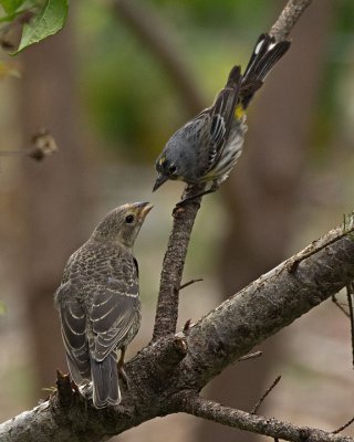 Brown-headed Cowbird juvenile with foster mom