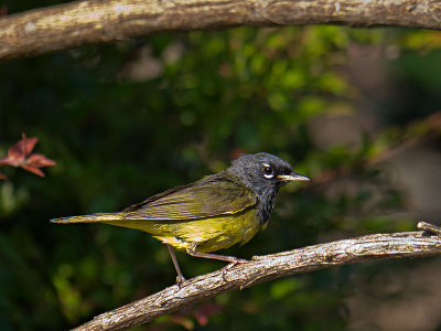 MacGillivray's Warbler