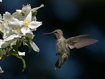 Anna's Hummingbird female