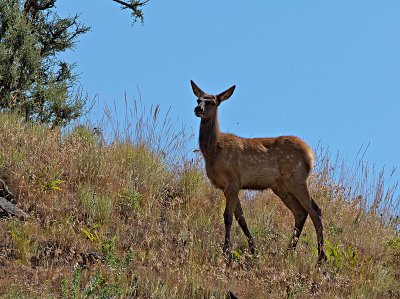 Elk calf