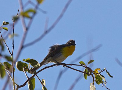 Yellow-breasted Chat