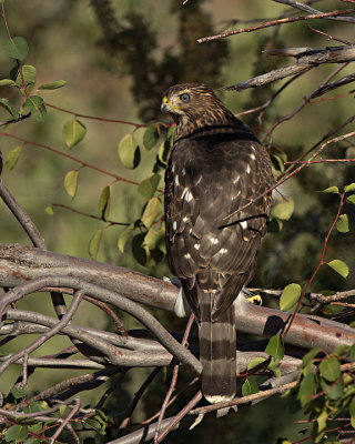 Cooper's Hawk juvenile
