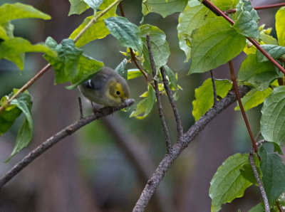 Hermit Warbler female