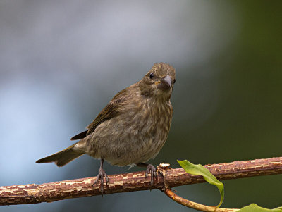 Purple Finch juvenile