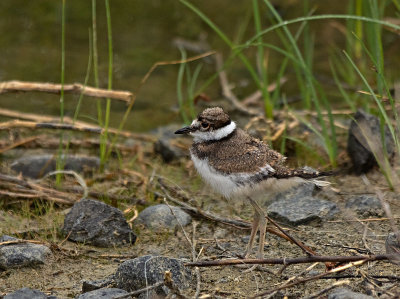 Killdeer juvenile