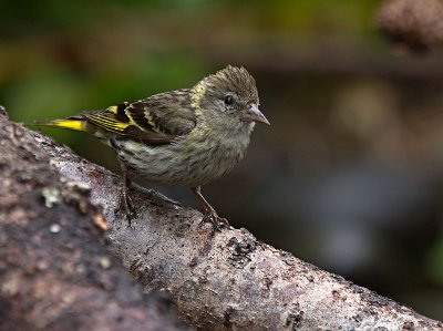 Pine Siskin juvenile