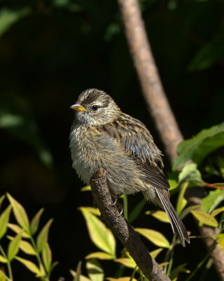 White-crowned Sparrow juvenile