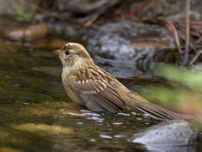 White-crowned Sparrow juvenile