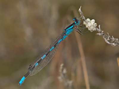 Enallagma carunculatum