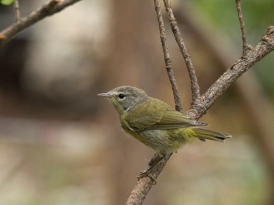 Orange-crowned Warbler