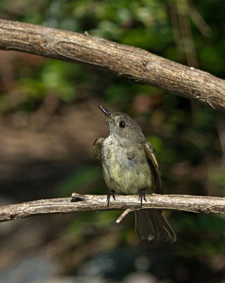 Willow Flycatcher