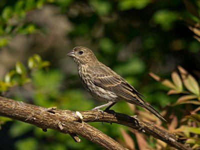 House Finch female