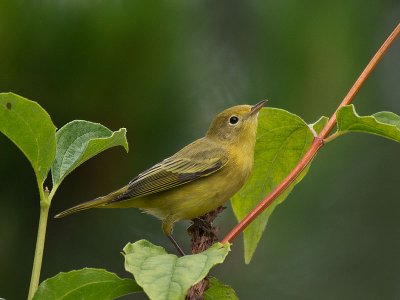 Yellow Warbler female