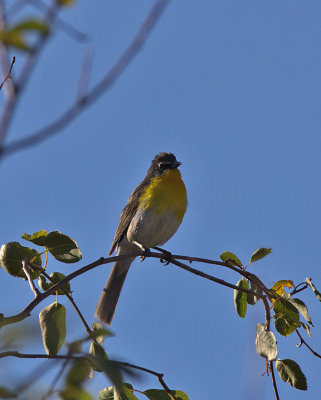 Yellow-breasted Chat