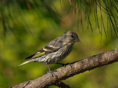 Pine Siskin