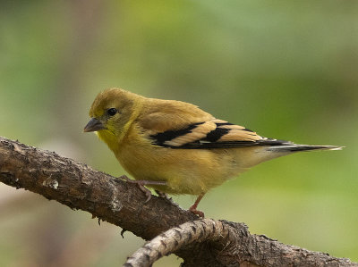 American Goldfinch juvenile