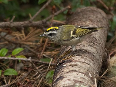 Golden-crowned Kinglet