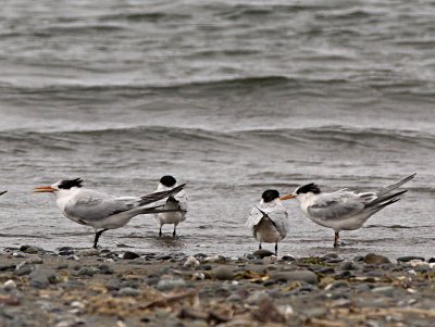 Elegant Tern