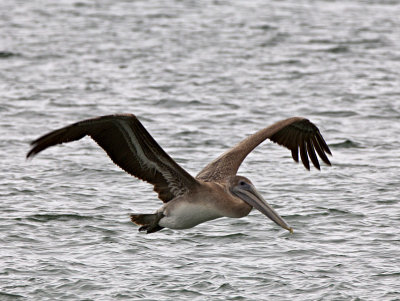 Brown Pelican