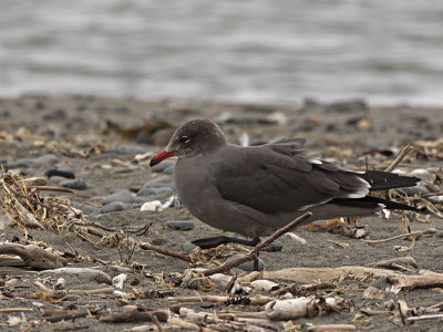 Heerman's Gull