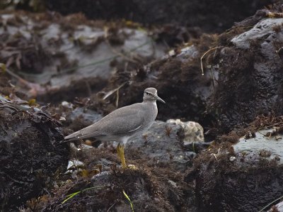 Wandering Tattler