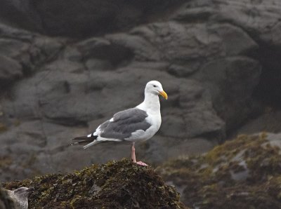 Western Gull